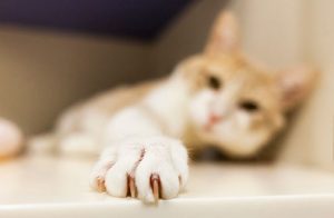 cat-care_cat-grooming_paw-nail-care_body3-left